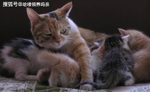 孩子大了,管不住了,盘点猫妈妈与小奶猫斗智斗勇名场面