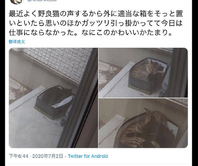猫咪|第二天里面就长出两只猫,还被喂了把狗粮网友在屋外放了鞋盒子
