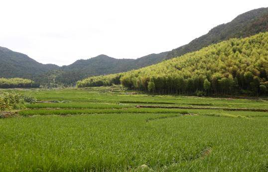 泽雅北林垟:向阳花绽放美丽田园