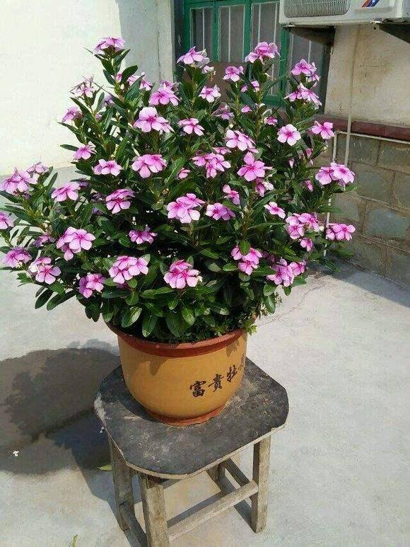 老大爷痴爱长春花,撒一把种子,上百棵同时开放,羡煞