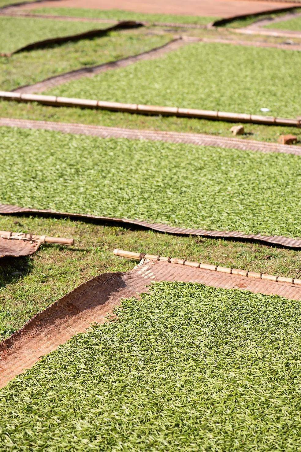 茶叶|时间赋予红茶的惊艳岁月留香