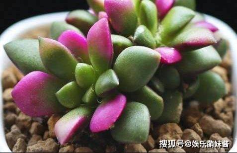 纱衣|这个多肉宝宝让人激起保护欲春梦殿锦白色纱衣包裹着婀娜的身姿