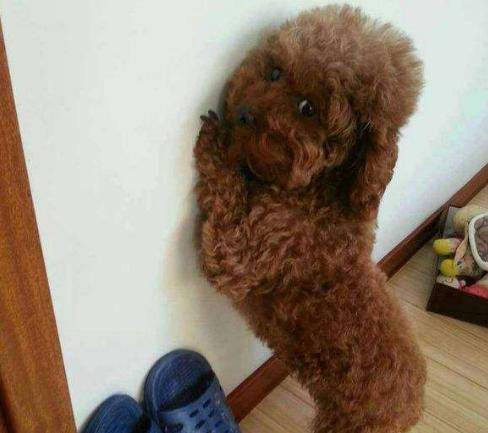 你对泰迪犬做这6件事,容易给它有心理阴影,甚至会恨你