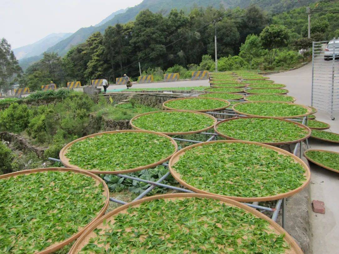 鉴定|不是只有靠“闷”才知道茶叶好不好