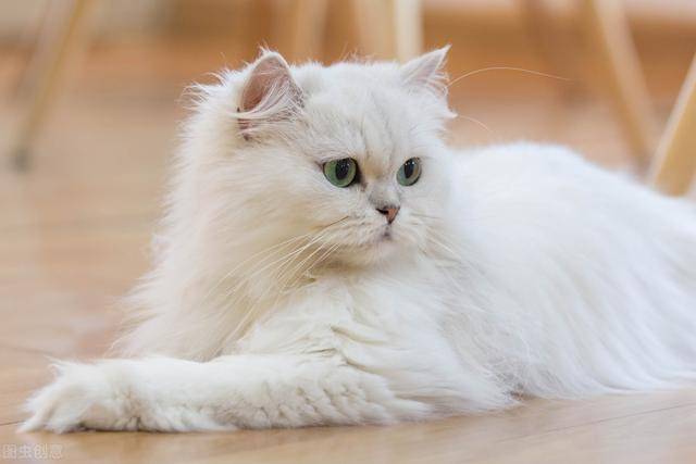 「主人」一旦养了,就只认定你一个主人了,这5种猫不要随便养