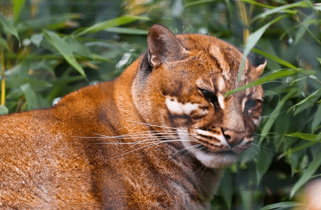 原创古代传说的猛兽"彪"是何物?以幼虎为食,05年后我国仅拍到3次