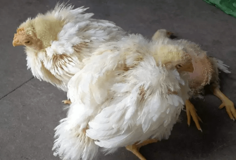 鸡大肠杆菌感染的症状有哪些,我们该如何去预防?