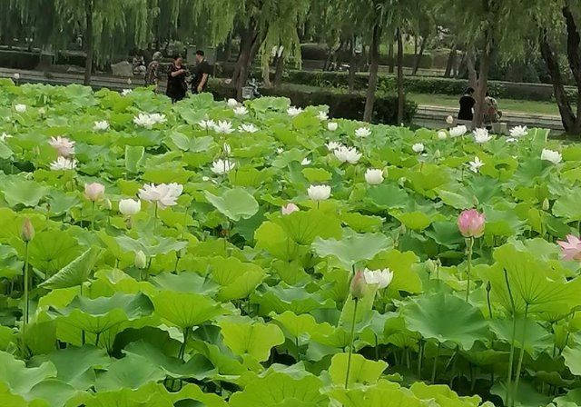 碧水青荷绕红亭,仲夏荷塘粉莲羞