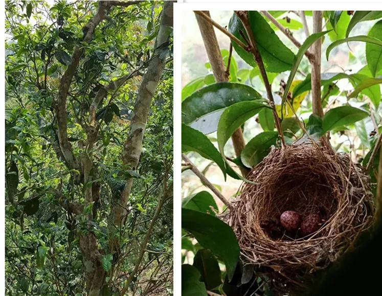 【干货分享】详解茶山秘境易武凤凰窝普洱茶