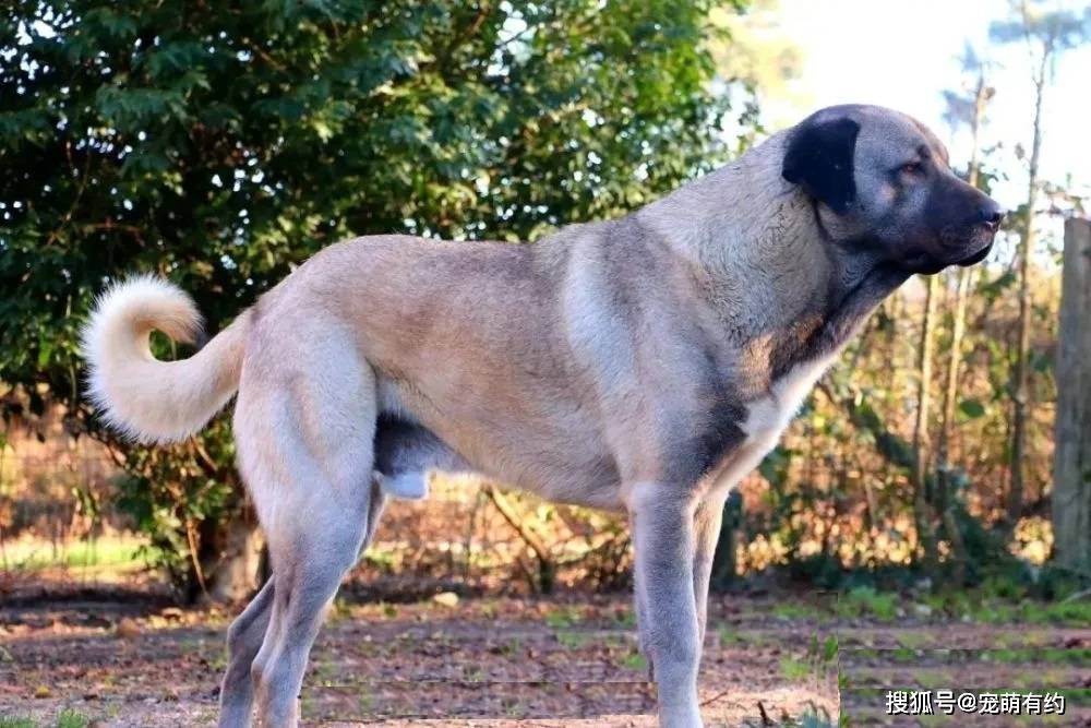 威猛帅气的坎高犬,优美的身体结构,高的颜值,堪称大自然的杰作