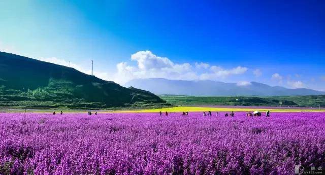 在通往九寨黄龙和川西草原的必经之路上 松潘川主寺的3000余亩薰衣草