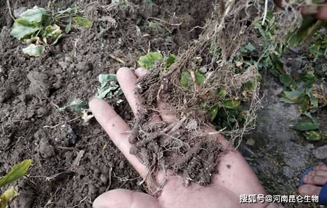 太子参烂根病怎么办?黄叶死苗怎么用药?枯萎黄萎病的防治方法!