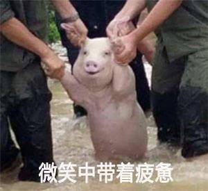 猪会游泳,为什么洪水中还会淹死500头猪,"猪坚强"后来