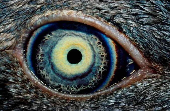这组图叫《动物瞳孔》,感觉不同动物眼睛里有不同的宇宙,造物太神奇了