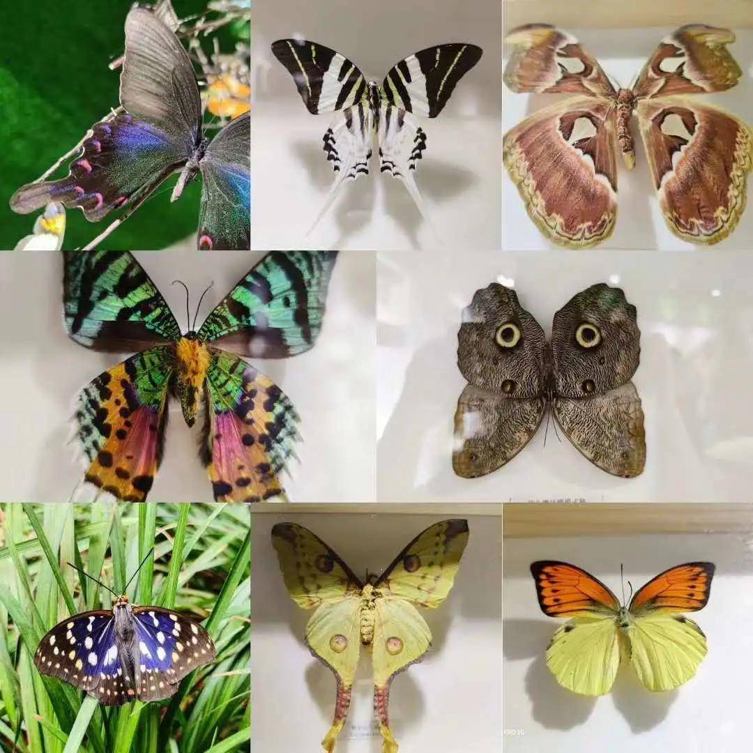 还可观看到100 种世界活体昆虫 更有上万只五彩缤纷的蝴蝶