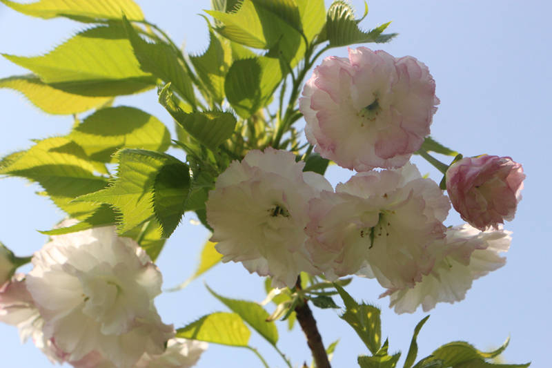 樱花品种12红丰樱识别要点及形态特征