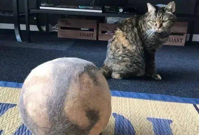 怎么给猫咪做毛线球 3d71ee056a6d4ee3815376086158e2ed.jpeg