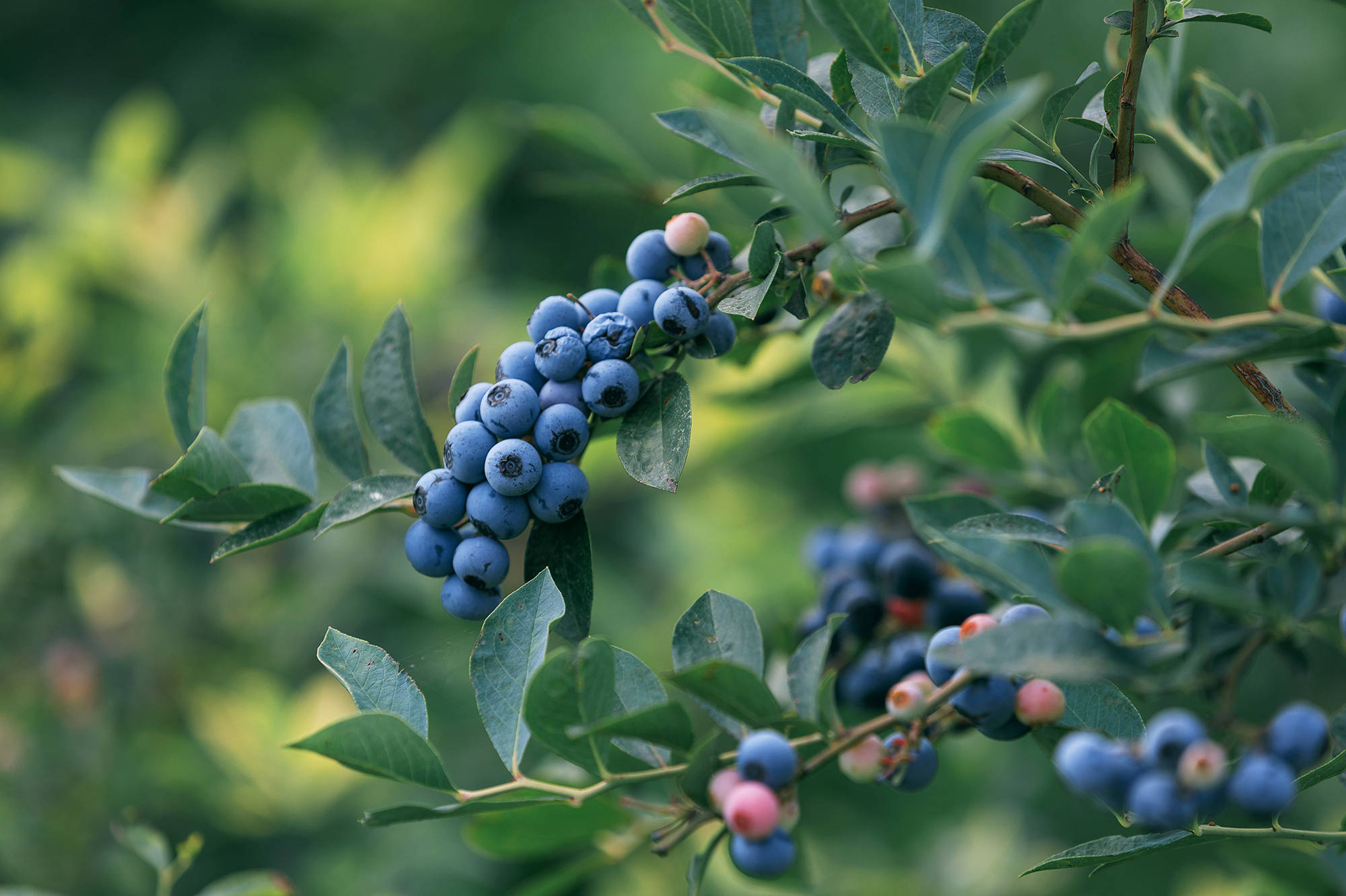 女人|正是蜜桃成熟时，番茄、蓝莓是伴娘夏风掠过北太湖