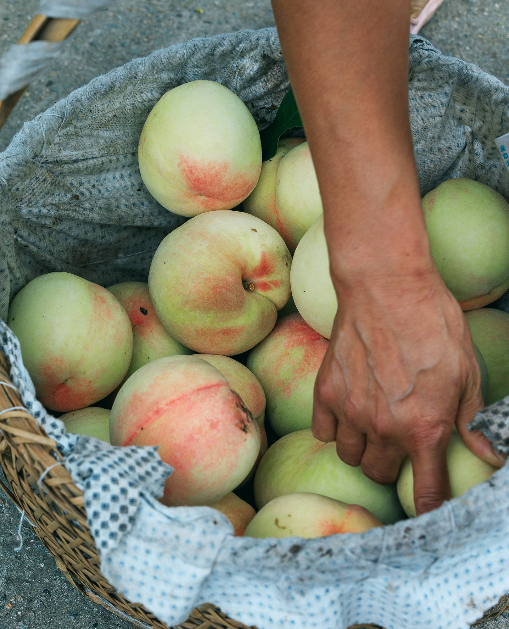 女人|正是蜜桃成熟时，番茄、蓝莓是伴娘夏风掠过北太湖