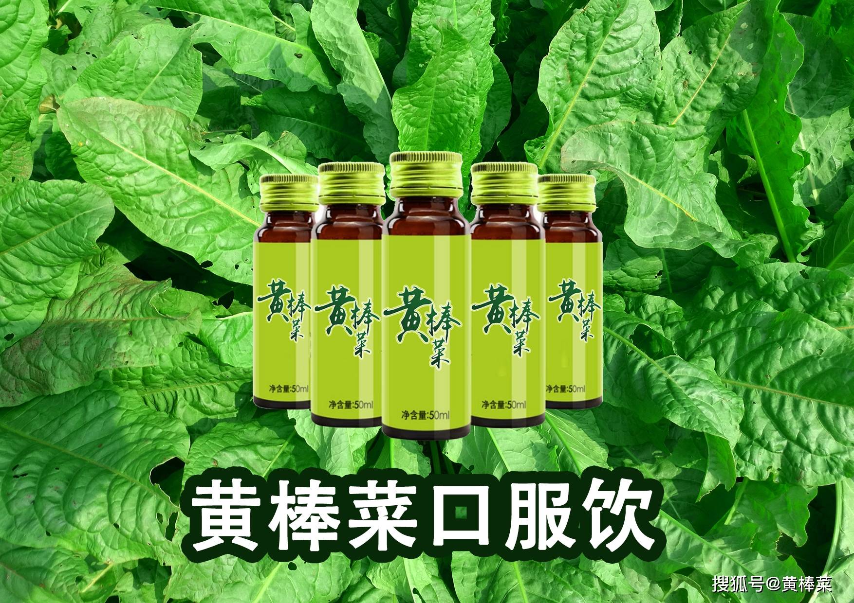 把黄棒菜"喝"下去 身体棒棒的!黄棒菜茶,黄棒菜植物奶,黄棒菜口服饮