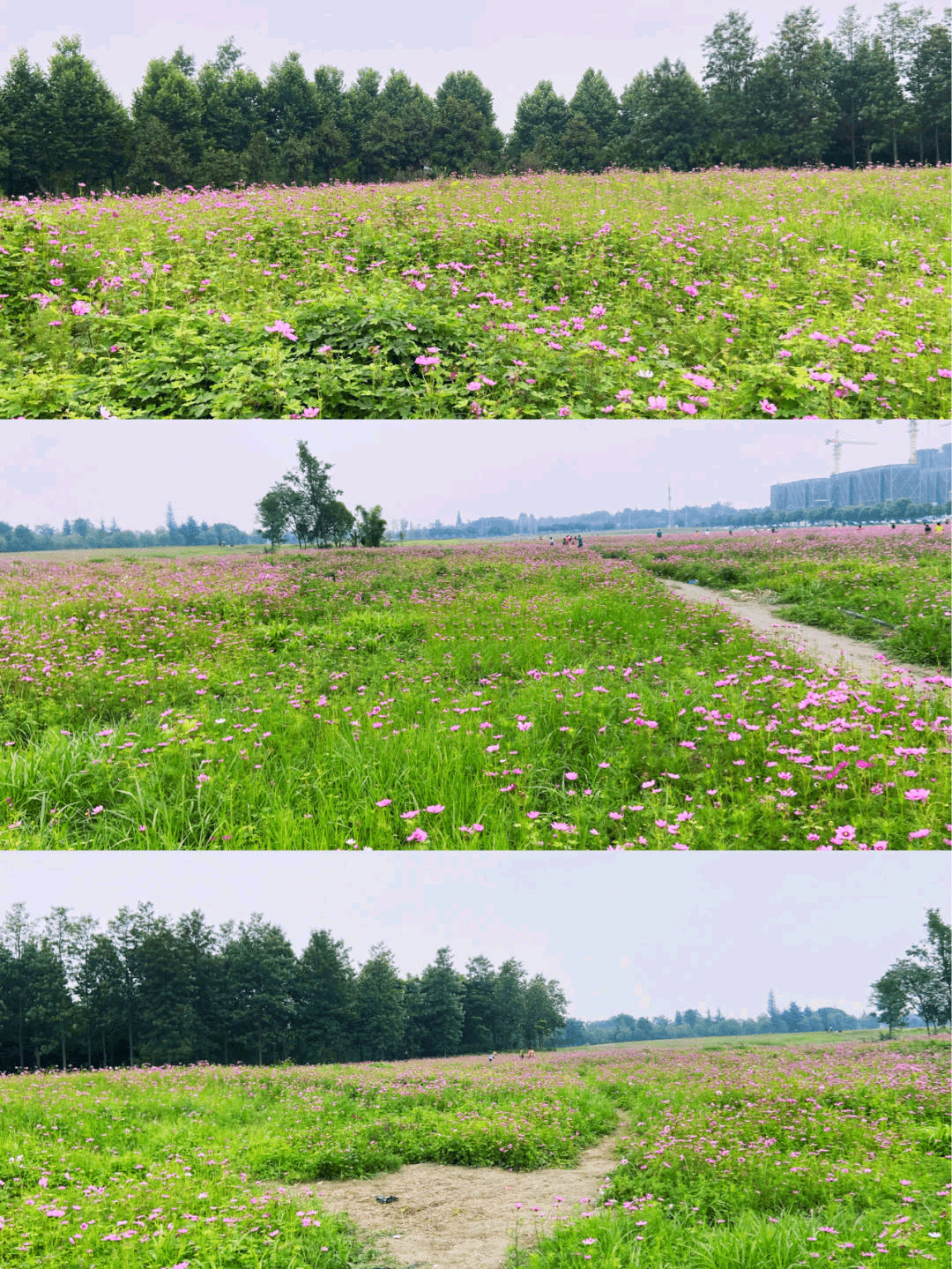 赏花地址:四川省成都市双流区银河路六段白河公园卢家堰 门票参考