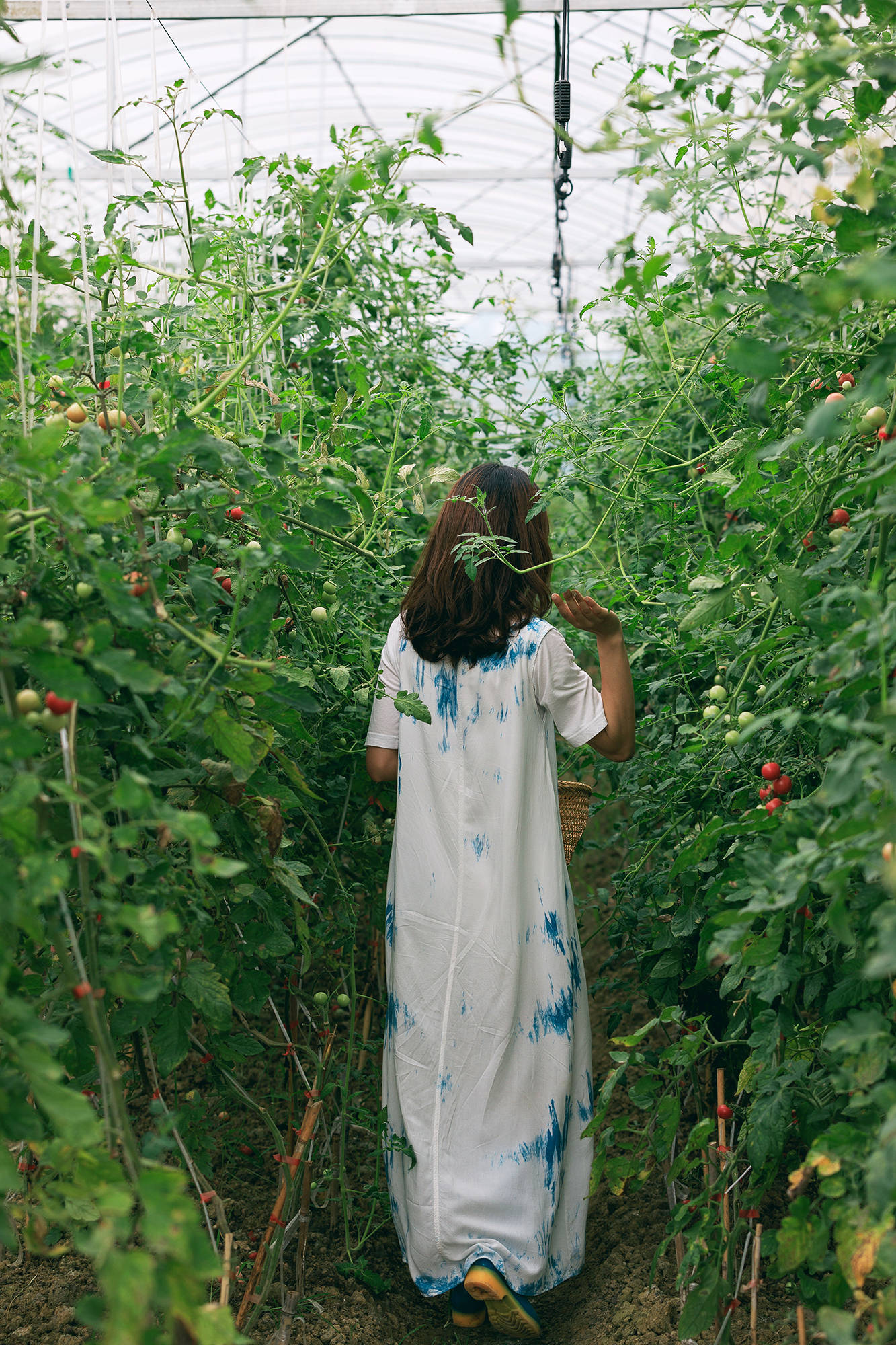 女人|正是蜜桃成熟时，番茄、蓝莓是伴娘夏风掠过北太湖