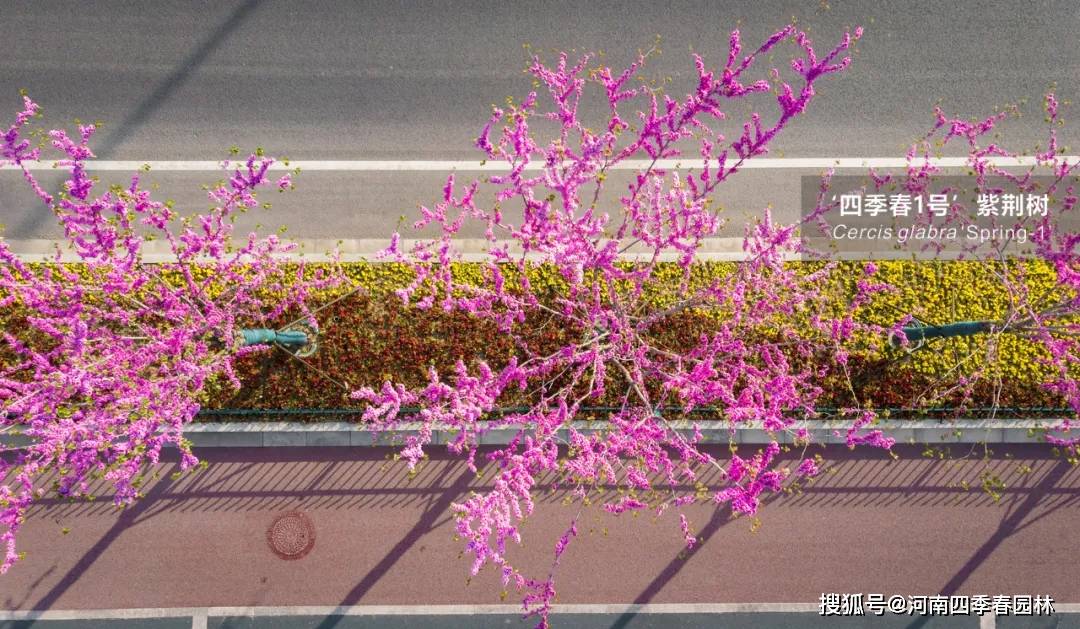 时令花卉栽植形式:机动车行道树,共计栽植2排栽植地点:南京市浦口区