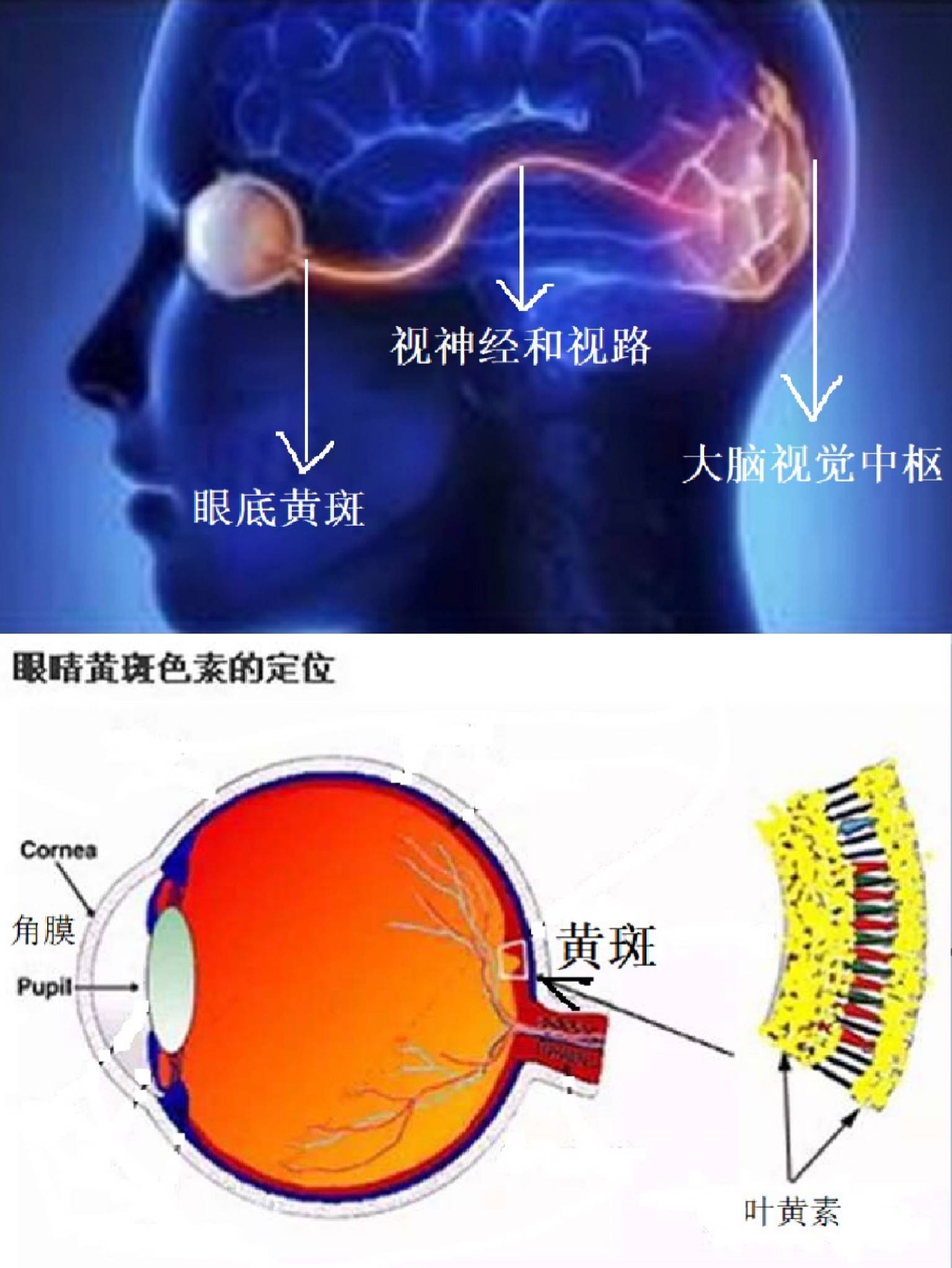 新生儿黄疸照蓝光灯退黄为什么一定要蒙眼睛