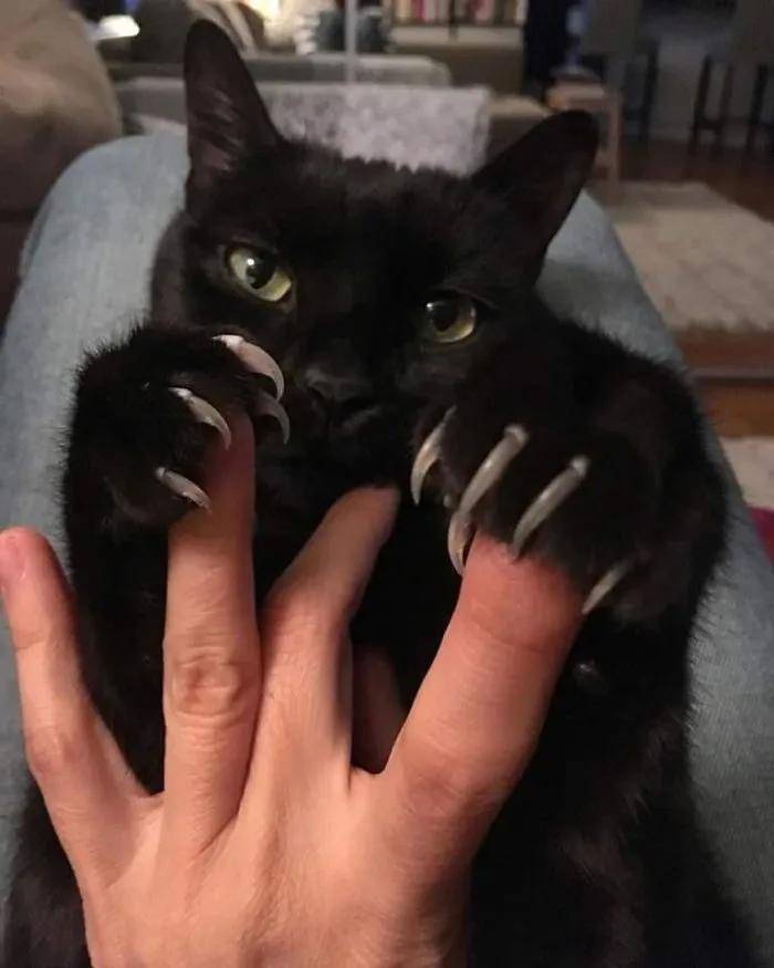 小猫咪锋利又可怕的爪爪，尖爪神兽来袭