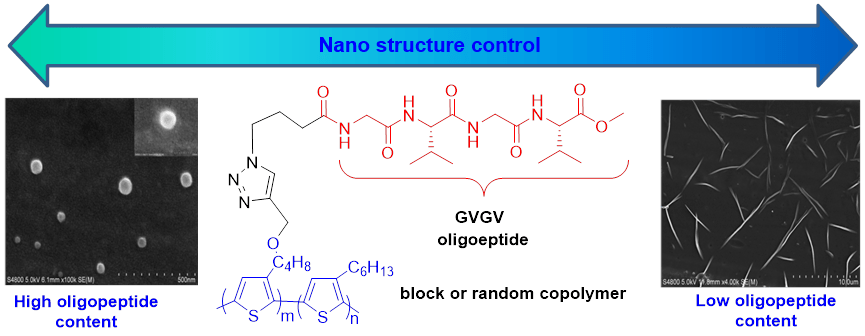 这是国际上  第一例通过侧链调控实现聚噻吩纳米结构完全转变 的报道.