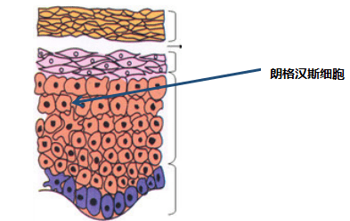 志猛老师说:皮肤基础知识之表皮层,真皮层,皮下组织_细胞