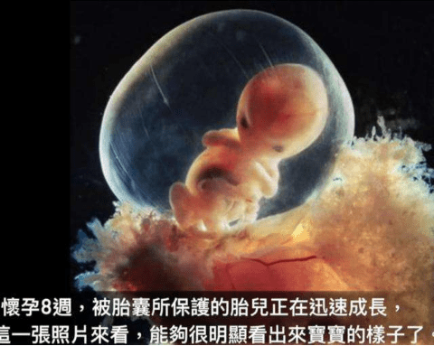 胎儿是什么时候长全四肢的?从无到有,这是一个神奇的变化