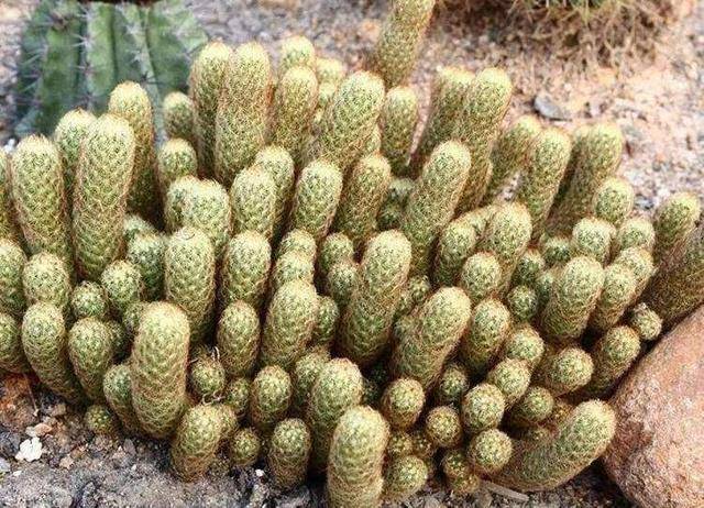 仙人指中的金狮子!金手指这么养,富贵招财,给你充分自信!