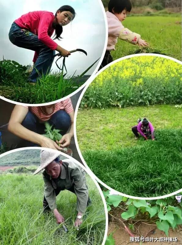 农村8090后小时候做过的农活,你做过几样?曾经的困苦你忘了吗?