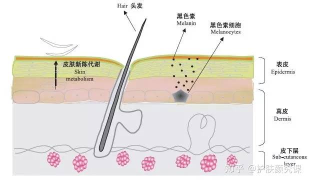 导致黑色素分泌过多出现的 黑色素沉着