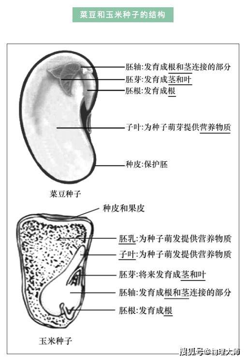 初中生物:考前必看的初中生物结构图,初中生提分好资料!