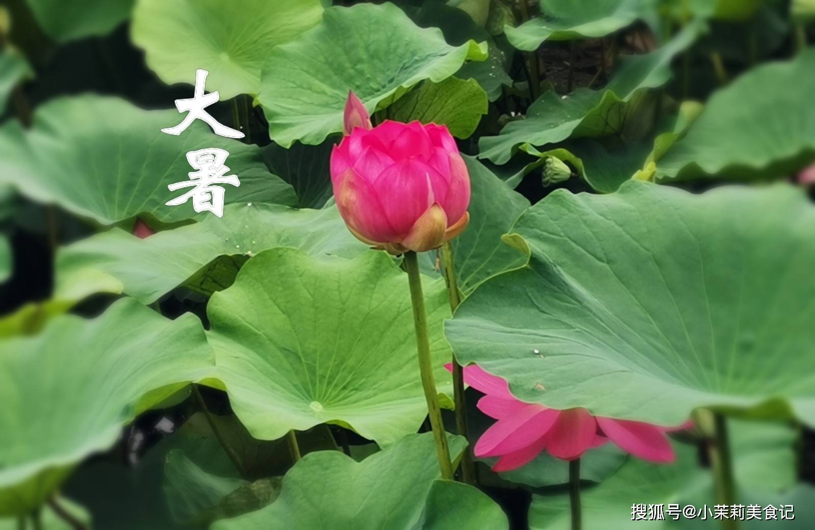 今日大暑,民间传统要吃这菜,脆爽开胃又消暑,全家舒服度苦夏