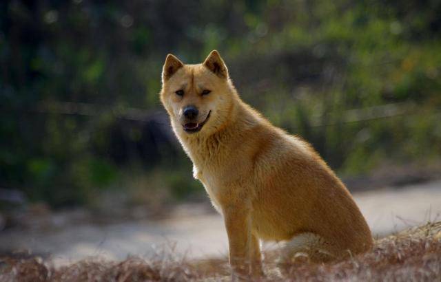 柴犬和中华田园犬都是土狗,为什么柴犬的地位远高于中华田园犬?