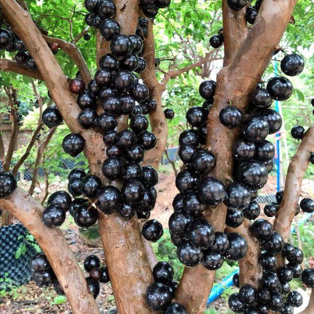 原创这种水果,在景区常被当作乌梅卖,却治愈了吃货的密集恐惧症