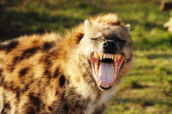 班鬣狗:笑的多么猥琐,非洲掏肛二哥.