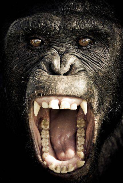 黑猩猩,这是愤怒的表情.
