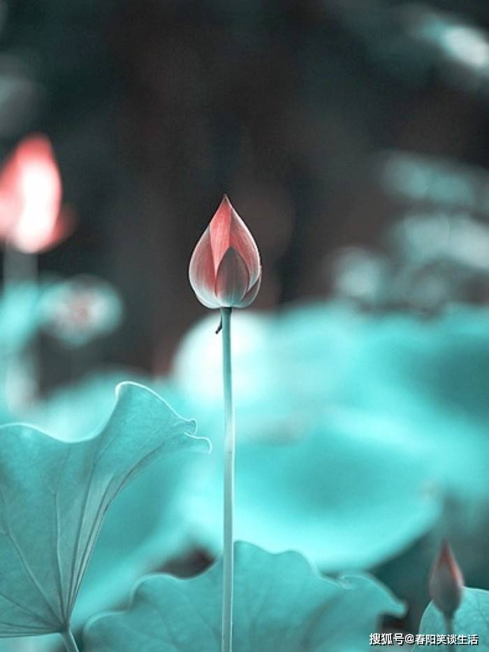 朴实无华的感悟句子，句句入人心扉，读懂受用一生