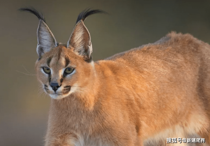 扎小辫子的猫科独行侠-caracal 狞猫