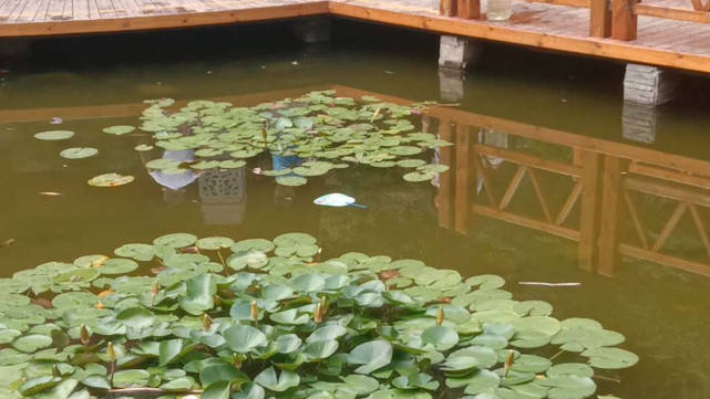 老人|七旬老人凌晨坠湖身亡 附近居民：多次见她与儿媳妇争吵