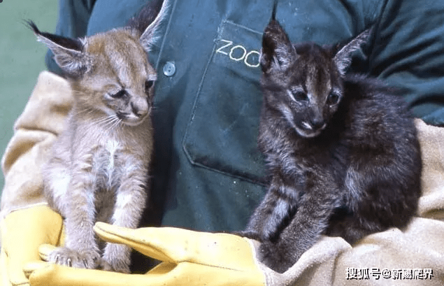 扎小辫子的猫科独行侠--caracal 狞猫