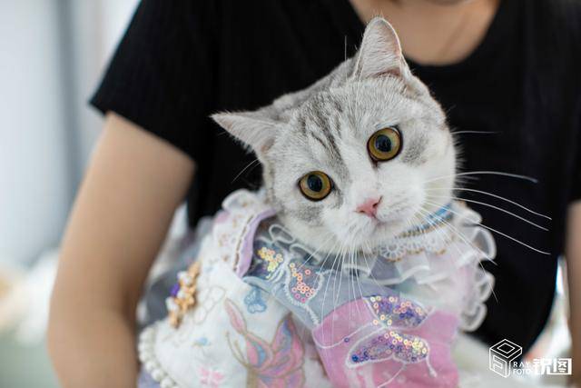 淘宝|汉服有多火？女孩在淘宝给猫做汉服月入7万！