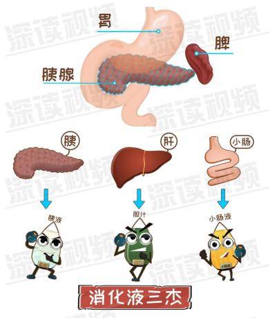 胰腺|收藏|急性胰腺炎一文读懂！重视胰腺炎，饮食很关键