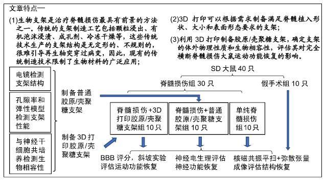 3d打印胶原/壳聚糖支架改善大鼠脊髓损伤后神经功能恢复