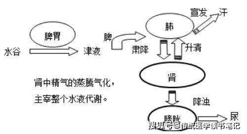 中医精髓!