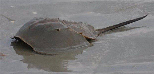 蓝色血的人类 751ed83bab864524a891db9ba95c00f1.jpeg